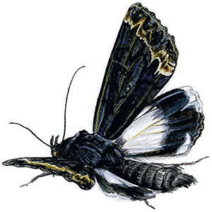 Иллюстрация к книге — Бабочки. Основы систематики, среда обитания, жизненный цикл и магия совершенства [i_229.jpg]