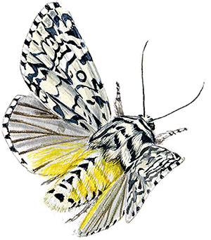 Иллюстрация к книге — Бабочки. Основы систематики, среда обитания, жизненный цикл и магия совершенства [i_230.jpg]