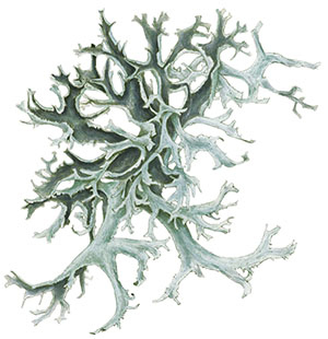 Иллюстрация к книге — Бабочки. Основы систематики, среда обитания, жизненный цикл и магия совершенства [i_233.jpg]