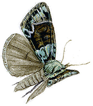 Иллюстрация к книге — Бабочки. Основы систематики, среда обитания, жизненный цикл и магия совершенства [i_237.jpg]