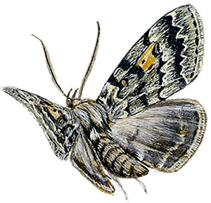 Иллюстрация к книге — Бабочки. Основы систематики, среда обитания, жизненный цикл и магия совершенства [i_238.jpg]