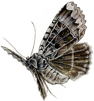 Иллюстрация к книге — Бабочки. Основы систематики, среда обитания, жизненный цикл и магия совершенства [i_240.jpg]