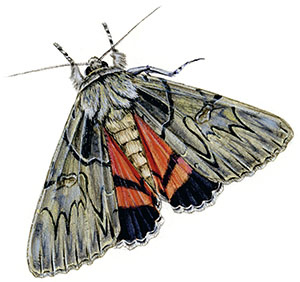 Иллюстрация к книге — Бабочки. Основы систематики, среда обитания, жизненный цикл и магия совершенства [i_241.jpg]