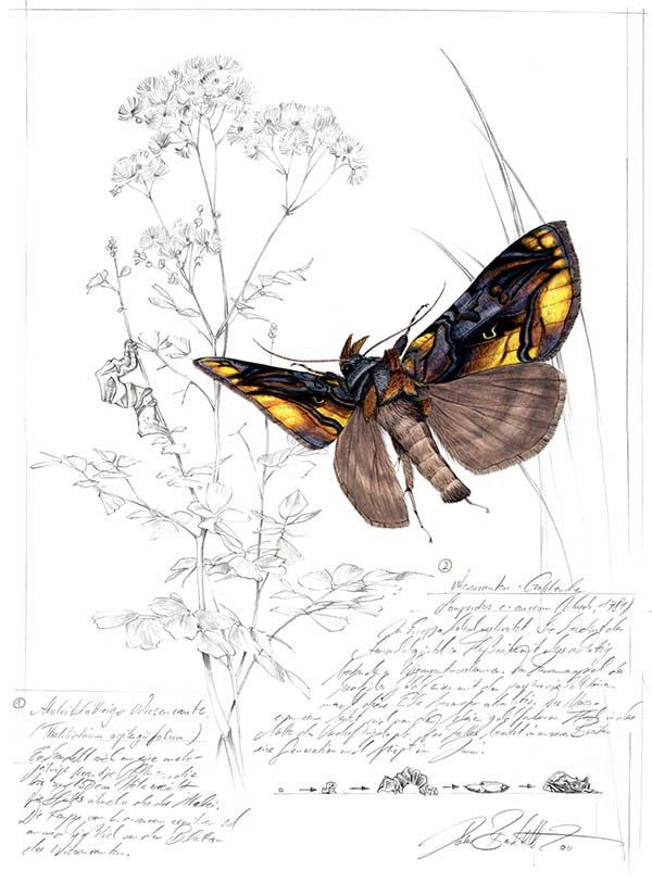 Иллюстрация к книге — Бабочки. Основы систематики, среда обитания, жизненный цикл и магия совершенства [i_242.jpg]