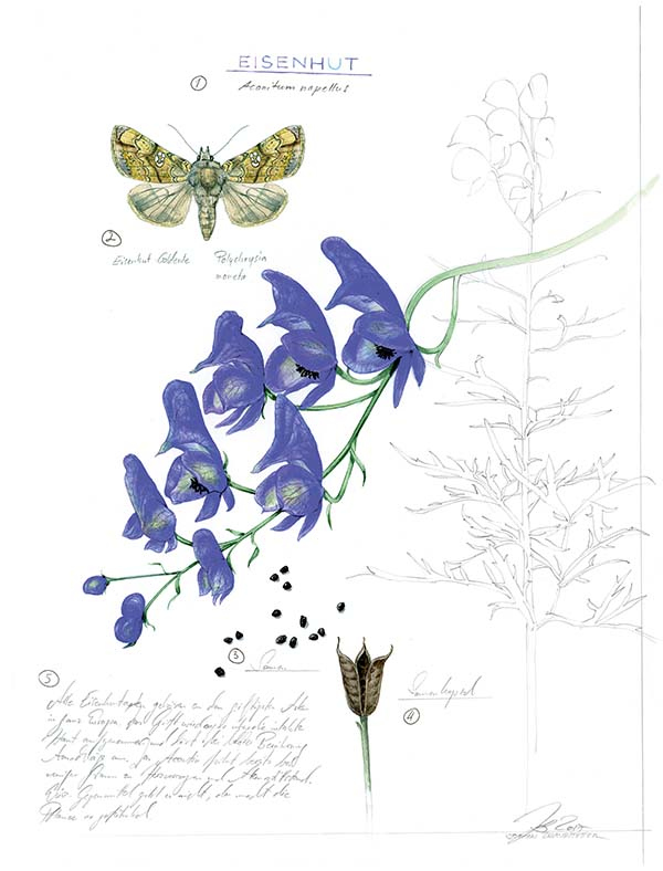 Иллюстрация к книге — Бабочки. Основы систематики, среда обитания, жизненный цикл и магия совершенства [i_243.jpg]