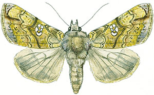 Иллюстрация к книге — Бабочки. Основы систематики, среда обитания, жизненный цикл и магия совершенства [i_244.jpg]