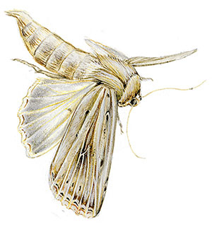 Иллюстрация к книге — Бабочки. Основы систематики, среда обитания, жизненный цикл и магия совершенства [i_245.jpg]