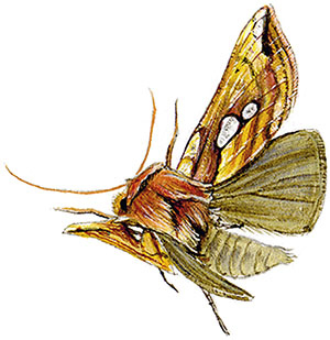 Иллюстрация к книге — Бабочки. Основы систематики, среда обитания, жизненный цикл и магия совершенства [i_246.jpg]