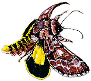 Иллюстрация к книге — Бабочки. Основы систематики, среда обитания, жизненный цикл и магия совершенства [i_247.jpg]