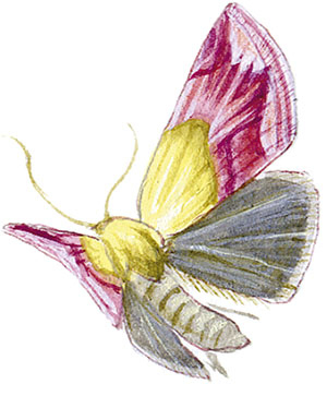 Иллюстрация к книге — Бабочки. Основы систематики, среда обитания, жизненный цикл и магия совершенства [i_248.jpg]