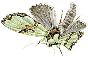 Иллюстрация к книге — Бабочки. Основы систематики, среда обитания, жизненный цикл и магия совершенства [i_249.jpg]