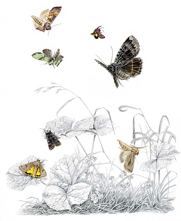 Иллюстрация к книге — Бабочки. Основы систематики, среда обитания, жизненный цикл и магия совершенства [i_252.jpg]