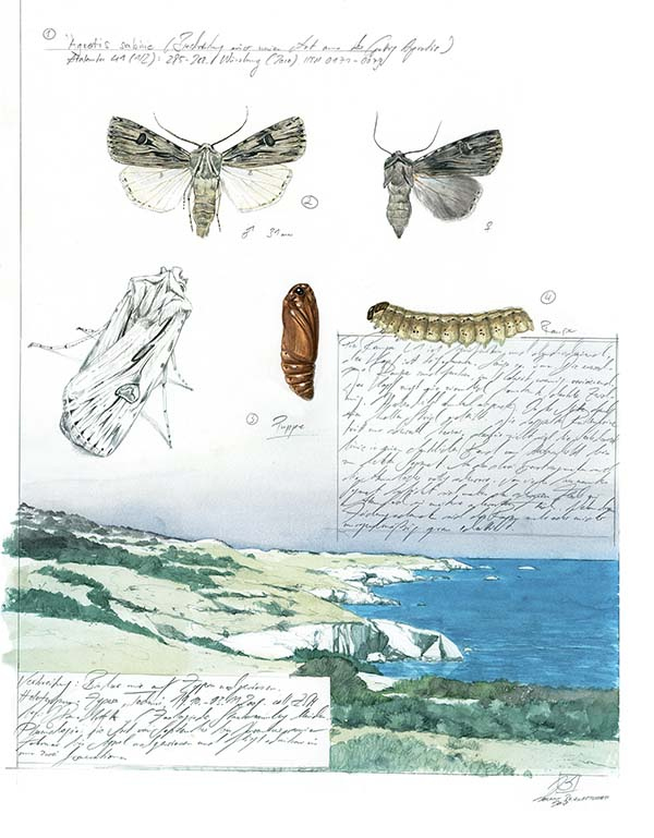 Иллюстрация к книге — Бабочки. Основы систематики, среда обитания, жизненный цикл и магия совершенства [i_254.jpg]