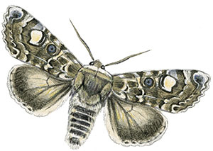 Иллюстрация к книге — Бабочки. Основы систематики, среда обитания, жизненный цикл и магия совершенства [i_255.jpg]