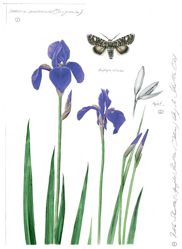 Иллюстрация к книге — Бабочки. Основы систематики, среда обитания, жизненный цикл и магия совершенства [i_257.jpg]