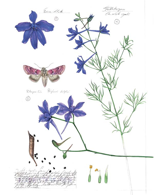 Иллюстрация к книге — Бабочки. Основы систематики, среда обитания, жизненный цикл и магия совершенства [i_258.jpg]