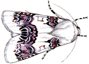 Иллюстрация к книге — Бабочки. Основы систематики, среда обитания, жизненный цикл и магия совершенства [i_263.jpg]