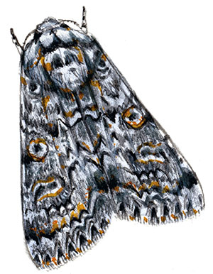 Иллюстрация к книге — Бабочки. Основы систематики, среда обитания, жизненный цикл и магия совершенства [i_264.jpg]