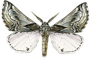 Иллюстрация к книге — Бабочки. Основы систематики, среда обитания, жизненный цикл и магия совершенства [i_273.jpg]