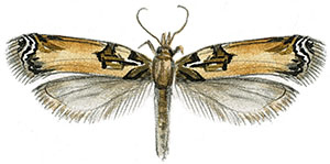 Иллюстрация к книге — Бабочки. Основы систематики, среда обитания, жизненный цикл и магия совершенства [i_274.jpg]