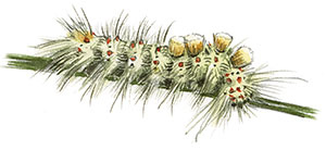 Иллюстрация к книге — Бабочки. Основы систематики, среда обитания, жизненный цикл и магия совершенства [i_275.jpg]