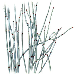 Иллюстрация к книге — Бабочки. Основы систематики, среда обитания, жизненный цикл и магия совершенства [i_276.jpg]