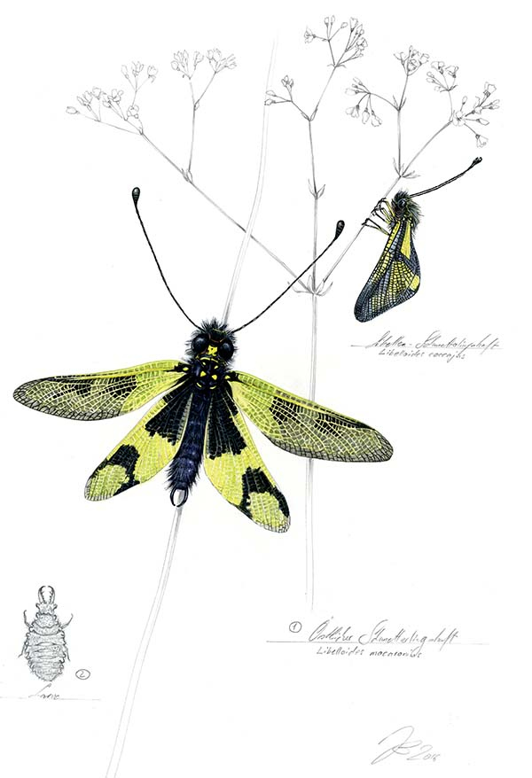 Иллюстрация к книге — Бабочки. Основы систематики, среда обитания, жизненный цикл и магия совершенства [i_277.jpg]