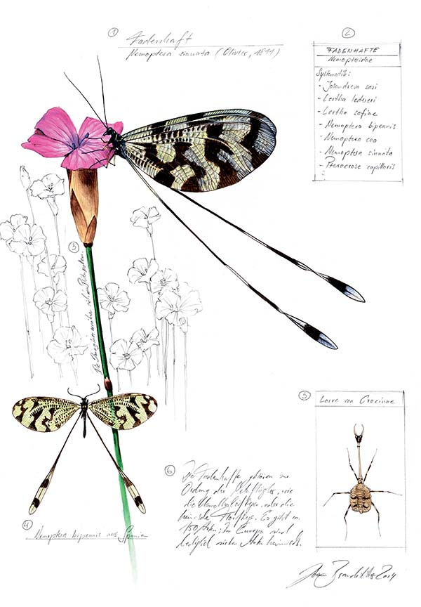 Иллюстрация к книге — Бабочки. Основы систематики, среда обитания, жизненный цикл и магия совершенства [i_278.jpg]