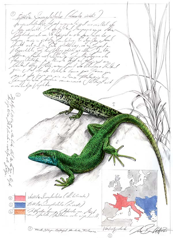 Иллюстрация к книге — Бабочки. Основы систематики, среда обитания, жизненный цикл и магия совершенства [i_279.jpg]