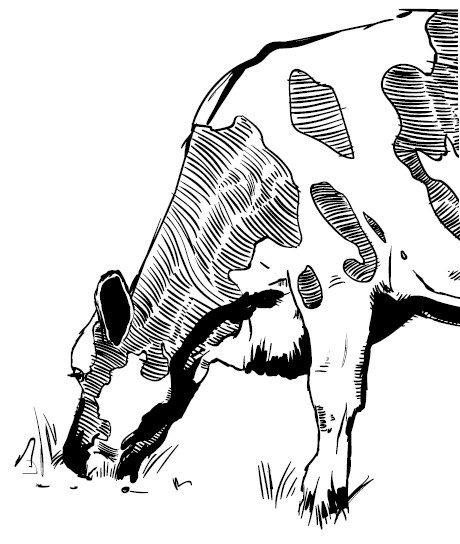 Иллюстрация к книге — Секретная жизнь коров. Истории о животных, которые не так глупы, как нам кажется [i_011.jpg]