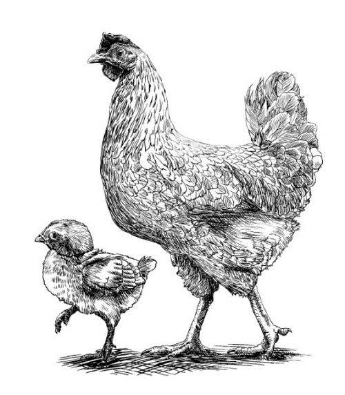 Иллюстрация к книге — Секретная жизнь коров. Истории о животных, которые не так глупы, как нам кажется [i_013.jpg]