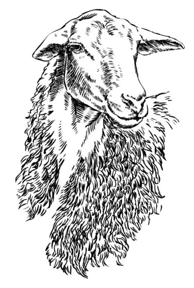 Иллюстрация к книге — Секретная жизнь коров. Истории о животных, которые не так глупы, как нам кажется [i_014.jpg]