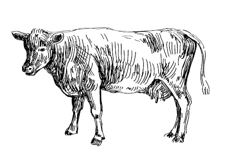 Иллюстрация к книге — Секретная жизнь коров. Истории о животных, которые не так глупы, как нам кажется [i_016.jpg]