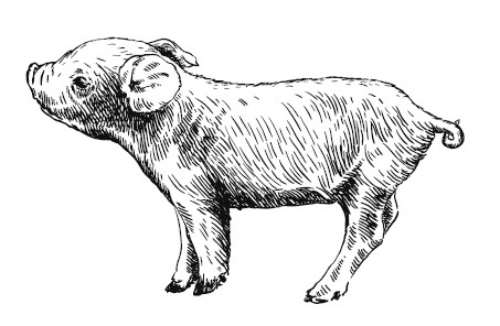 Иллюстрация к книге — Секретная жизнь коров. Истории о животных, которые не так глупы, как нам кажется [i_019.jpg]