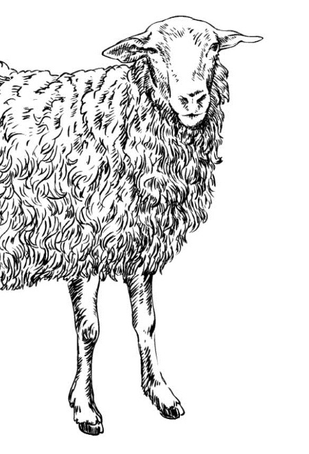 Иллюстрация к книге — Секретная жизнь коров. Истории о животных, которые не так глупы, как нам кажется [i_020.jpg]