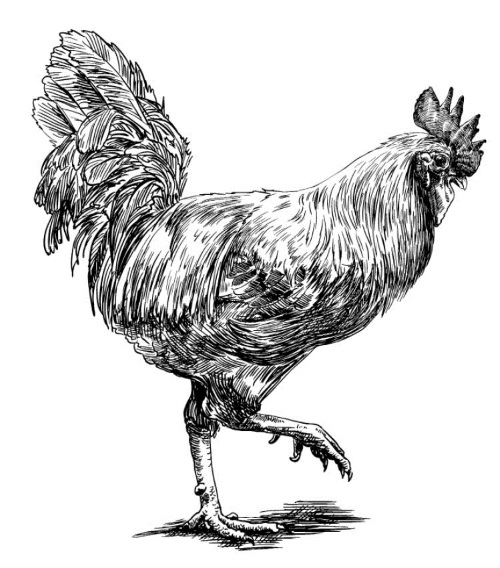 Иллюстрация к книге — Секретная жизнь коров. Истории о животных, которые не так глупы, как нам кажется [i_023.jpg]