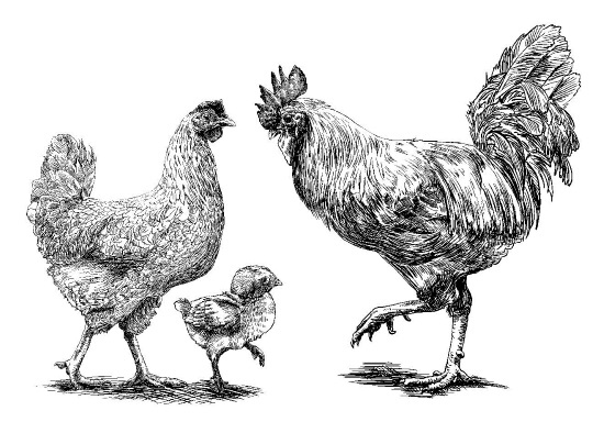 Иллюстрация к книге — Секретная жизнь коров. Истории о животных, которые не так глупы, как нам кажется [i_028.jpg]