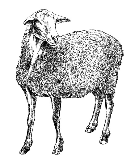 Иллюстрация к книге — Секретная жизнь коров. Истории о животных, которые не так глупы, как нам кажется [i_029.jpg]