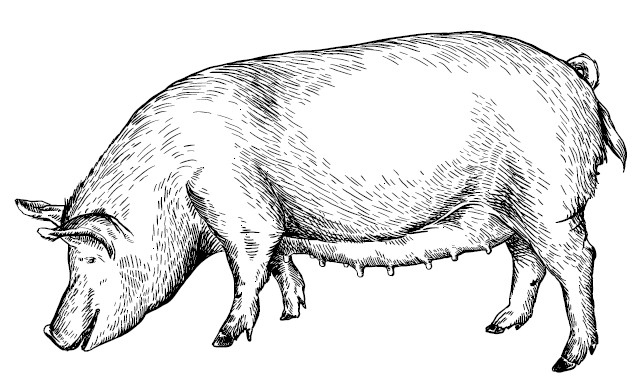 Иллюстрация к книге — Секретная жизнь коров. Истории о животных, которые не так глупы, как нам кажется [i_030.jpg]