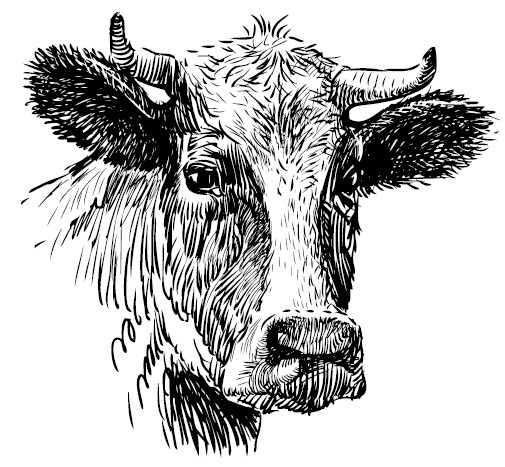 Иллюстрация к книге — Секретная жизнь коров. Истории о животных, которые не так глупы, как нам кажется [i_031.jpg]