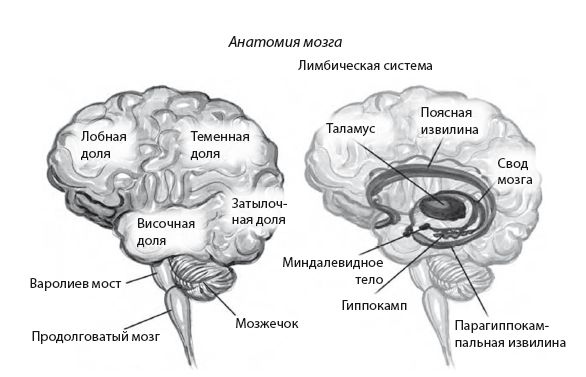 Иллюстрация к книге — Сознание за пределами жизни. Наука о жизни после смерти [i_018.jpg]