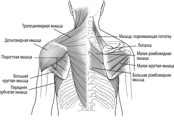 Иллюстрация к книге — Тело исцеляет само себя. Глубокое изучение работы мышц и их связи с эмоциями [i_015.jpg]