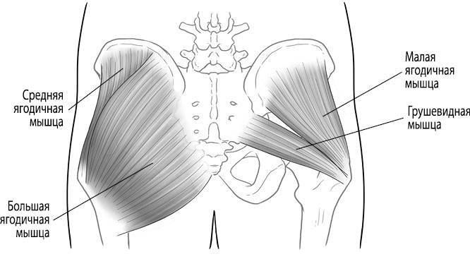 Иллюстрация к книге — Тело исцеляет само себя. Глубокое изучение работы мышц и их связи с эмоциями [i_028.jpg]