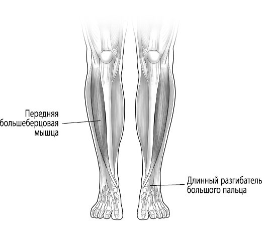 Иллюстрация к книге — Тело исцеляет само себя. Глубокое изучение работы мышц и их связи с эмоциями [i_047.jpg]