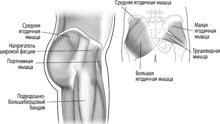 Иллюстрация к книге — Тело исцеляет само себя. Глубокое изучение работы мышц и их связи с эмоциями [i_053.jpg]