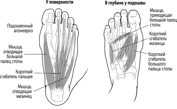 Иллюстрация к книге — Тело исцеляет само себя. Глубокое изучение работы мышц и их связи с эмоциями [i_060.jpg]