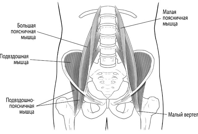 Иллюстрация к книге — Тело исцеляет само себя. Глубокое изучение работы мышц и их связи с эмоциями [i_071.jpg]