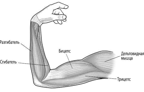 Иллюстрация к книге — Тело исцеляет само себя. Глубокое изучение работы мышц и их связи с эмоциями [i_077.jpg]