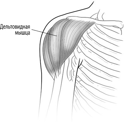 Иллюстрация к книге — Тело исцеляет само себя. Глубокое изучение работы мышц и их связи с эмоциями [i_078.jpg]
