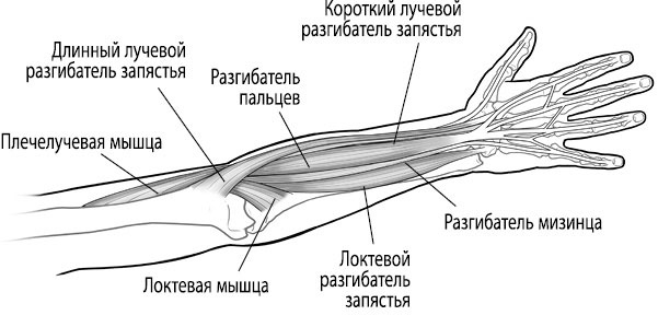 Иллюстрация к книге — Тело исцеляет само себя. Глубокое изучение работы мышц и их связи с эмоциями [i_090.jpg]